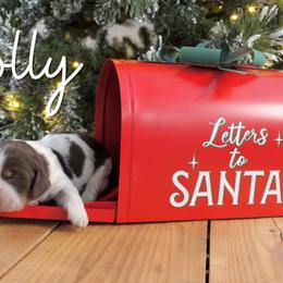 Holly - Liver white and tan female English Springer Spaniel puppy in Barnstead, New Hampshire from C & S Farms