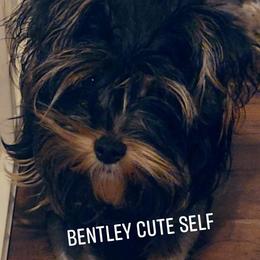 Bentley - Biewer Terrier