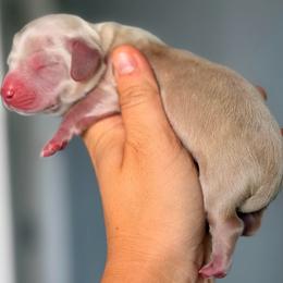 Bo - Cream male Dachshund puppy in Martinsville, Virginia from Ana’s Beautiful Doxies