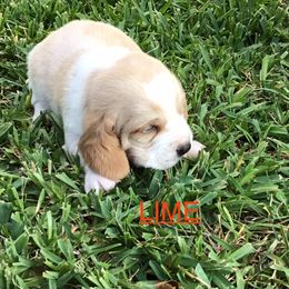 Lime - Lemon and white male Basset Hound puppy in Valley, Alabama from Beverly's Bassets