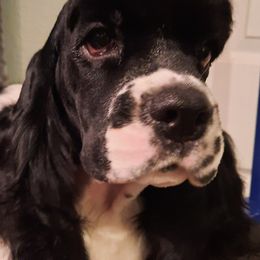 Cocker Spaniels from BairSto Cockers