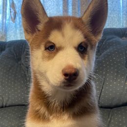 Siberian Husky Puppies from Siberian Huskies-Beckham the Great