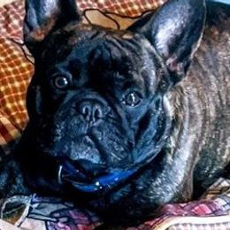 French Bulldogs from Beverly Klein's French Bulldogs