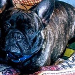 French Bulldogs from Beverly Klein's French Bulldogs