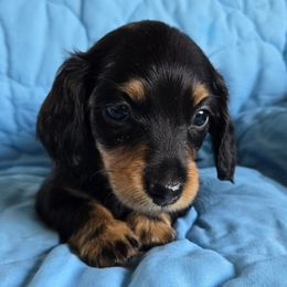 Girl 1 - Black and tan female Dachshund puppy in Orfordville, Wisconsin from Spring Valley Dachshunds