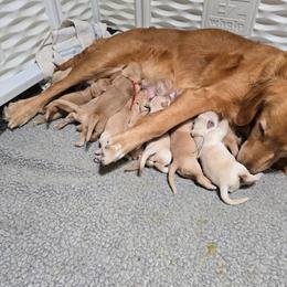 Pick 2 - Golden female Golden Retriever puppy in Cocoa, Florida from Furrever Goldens