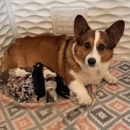 Sandy - Pembroke Welsh Corgi