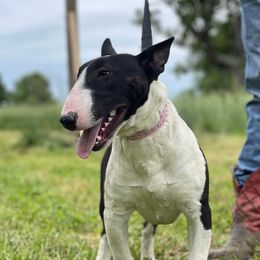 Gemma - Bull Terrier