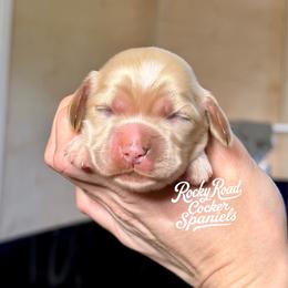 Sunny - Buff male Cocker Spaniel puppy in Nashville, Arkansas from Rocky Road Puppies