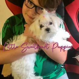 Goldendoodle and Maltese Puppies from Little Sweetheart Puppies