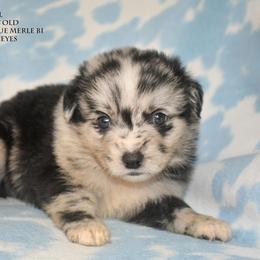 Mirabel - Blue merle female Miniature Australian Shepherd puppy in Patterson, North Carolina from DreamLine Aussies