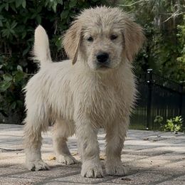 Golden Retriever Puppies from Winstone Goldens