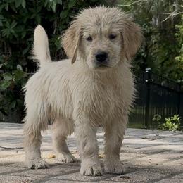 Golden Retriever Puppies from Winstone Goldens