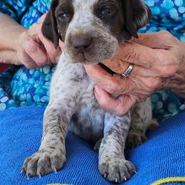 A - White and liver male German Shorthaired Pointer puppy in Glendive, Montana from Lazy Hearts Kennel