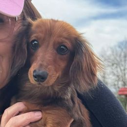 Jolene - Dachshund