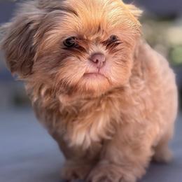 Boy 3 - Lilac male Shih Tzu puppy in Union City, Georgia from Chinx Puppy Songs
