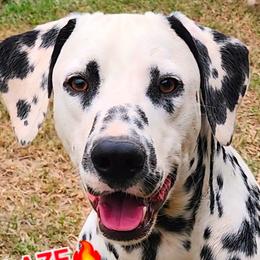 Blaze - Dalmatian