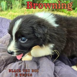Browning - Black tri-color male Australian Shepherd puppy in Abilene, Texas from S&K Aussies N' Rotties