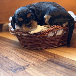 Cavalier King Charles Spaniel and Cavapoo Puppies from Cavaliers of Windsor