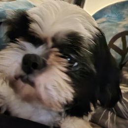 Serenity - Shih Tzu