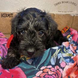 Kermit - Black male Schnoodle puppy in Sedalia, Missouri from Farmer Brown's Puppies