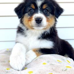 Chanel - Black tri-color female Australian Shepherd puppy in Kearney, Nebraska from Helix Aussies
