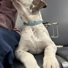 Basset Hound and Dalmatian Puppies from Lazy B Bassets and Dalmatians
