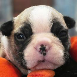 Conan - Seal and white male Boston Terrier puppy in Kingsport, Tennessee from Irish Heart Bostons