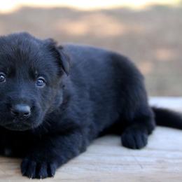 Black Male-1 - Black male German Shepherd puppy in Cumming, Georgia from Cainedelup
