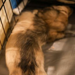 Dachshund Puppies from Ashley Kate’s Doxies