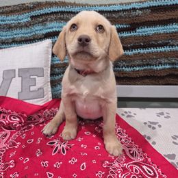 Red - Yellow male Labrador Retriever puppy in Calhan, Colorado from Side by Side Dogs