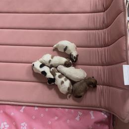 Pomeranian puppies from BP PUPS