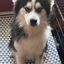 Pomsky puppies from Roark Pack Chihuahua's & Pomsky's