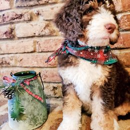 Bernedoodle Puppies from Speedwell Forge Doodles