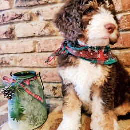 Bernedoodle Puppies from Speedwell Forge Doodles