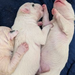 Boy 2 - male Bull Terrier puppy in Withee, Wisconsin from Luxury Bulls