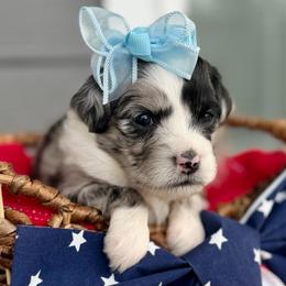 Yellow collar toy - Blue merle female Aussiedoodle puppy in 32046, Florida from River Hill Ranch