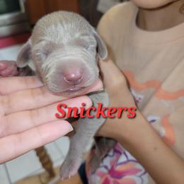 Snickers - Silver gray male Weimaraner puppy in Kingwood, Texas from Desert Rose Weimaraners