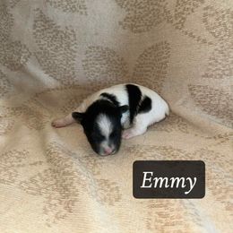 Emmy - Parti female Yorkshire Terrier puppy in Clarksburg, Indiana from Hidden Gems Parti Yorkies