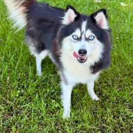 Tate - Pomsky