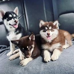 Pomskies from Island Pomskies