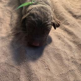 Green male - Brown male Chesapeake Bay Retriever puppy in Houston, Texas from Monarch Chesapeakes
