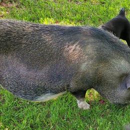 Labrador Retriever Puppies from Freedom Labradors