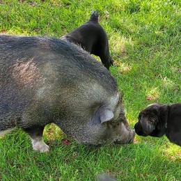Labrador Retriever Puppies from Freedom Labradors