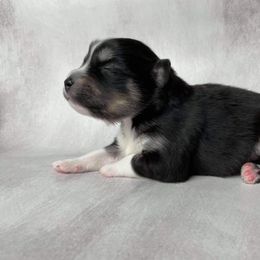 Pomsky Puppies from Pomskies of Windermere