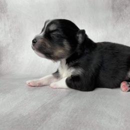 Pomsky Puppies from Pomskies of Windermere