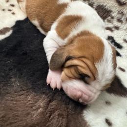 Ginger - Mahogany and white female Basset Hound puppy in Maryland from Grind Stone Breeding Kennels
