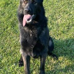 German Shepherds from Mill Street Shepherds