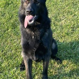 German Shepherds from Mill Street Shepherds