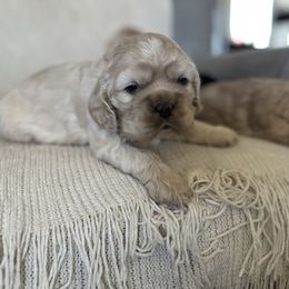 Girl 2 - Buff Cocker Spaniel puppy in Winchester, California from All American Cocker Spaniels